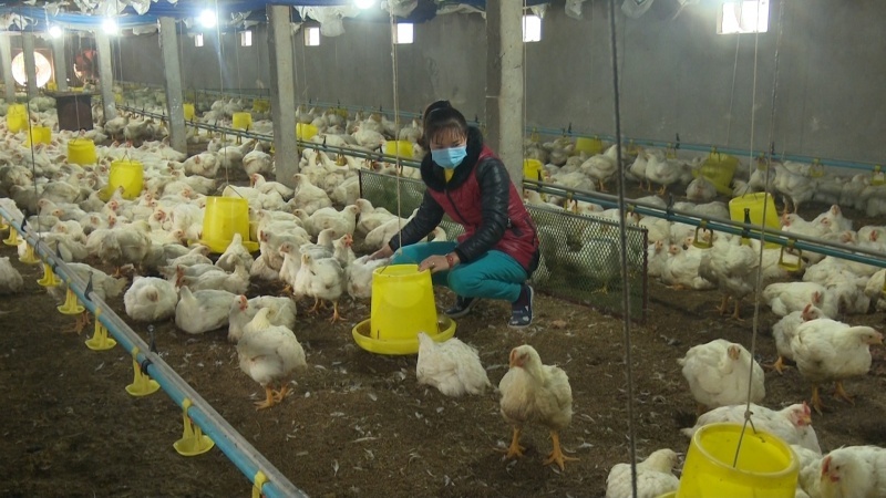 Thái Nguyên: Khuyến cáo người chăn nuôi mua con giống có nguồn gốc
