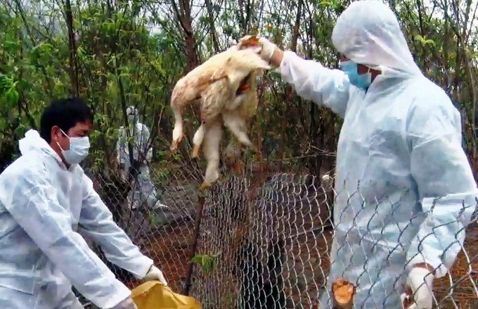 Thạch Hà khẩn trương kiểm soát dịch cúm gia cầm