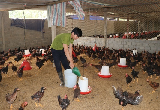 Xã Ô Lâm: Khuyến khích nông dân nuôi gà an toàn sinh học