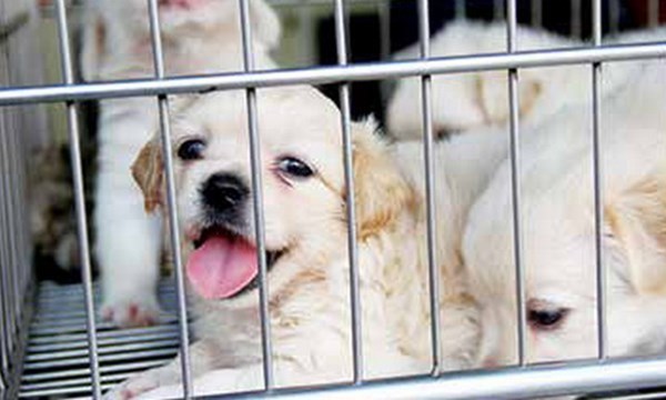 Fine for maltreatment of dogs, cats set at $50-$150