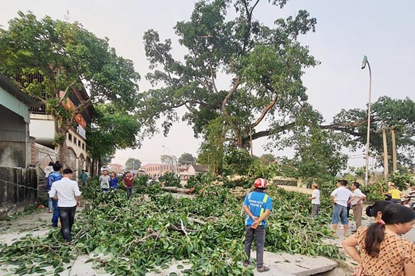 Gãy cây đa cổ thụ 300 năm tuổi ở Nghệ An, 4 học sinh gặp nạn