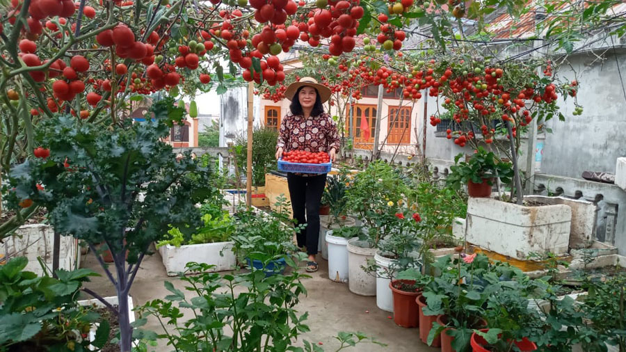 Vườn cà chua đỏ rực 'vạn người mê' trên sân thượng Hải Phòng