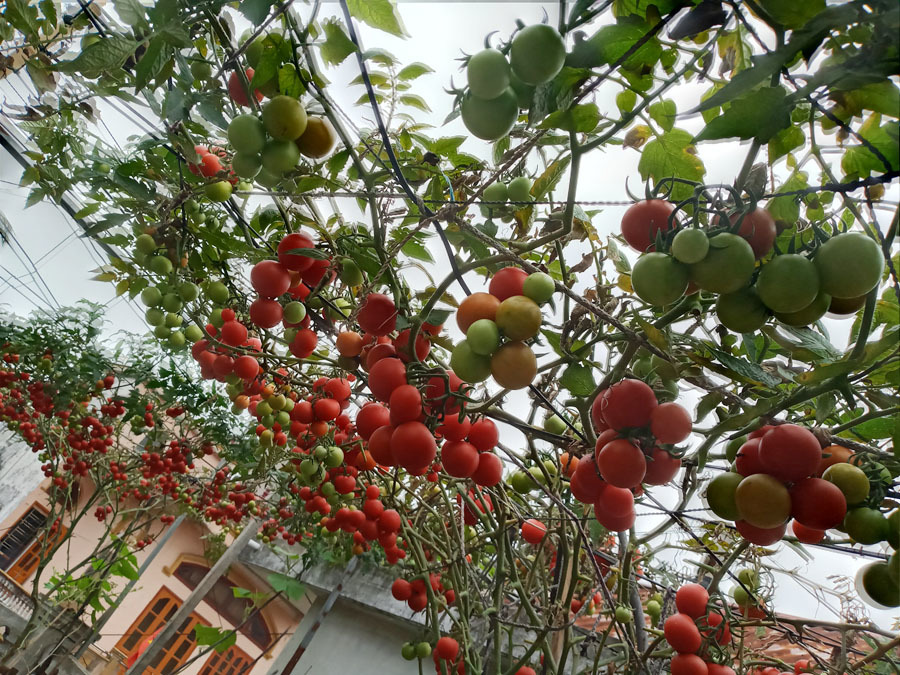 Văn Chấn với những 'Dòng họ số'