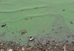 Nước hồ Tây ô nhiễm chuyển màu xanh rêu, Bộ TN-MT gấp rút vào cuộc