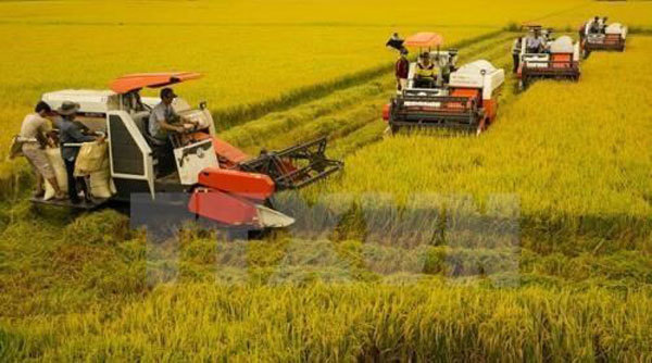 Vietnam aims to reduce greenhouse gas emissions in rice sector