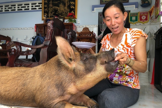 Mekong Delta: spoiled pigs eating sweets, and other unusual phenomena