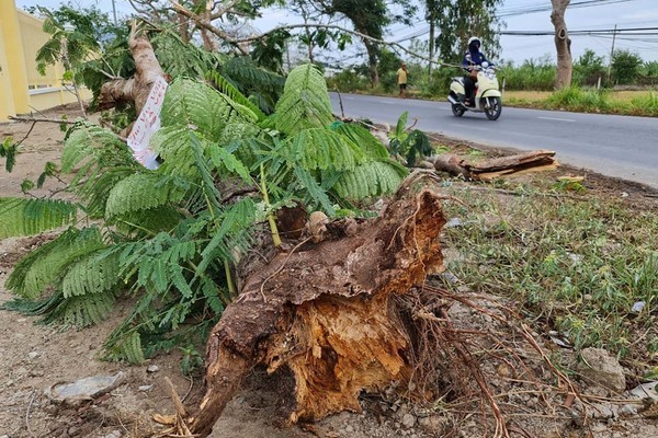 Cây phượng đổ đè chết nữ điều dưỡng trưởng