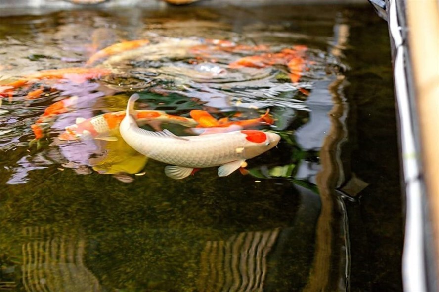 Thú chơi sưu tầm cá Koi tiền tỷ: Hoa mắt bởi độ chăm sóc kỳ công