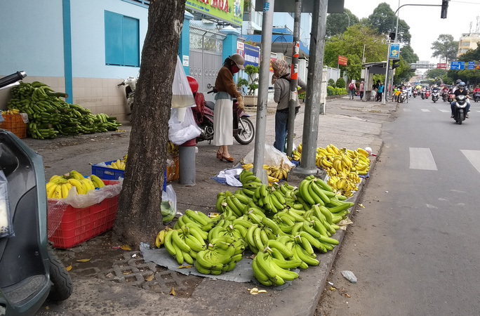 Chuối già Nam Mỹ khổng lồ xổ rẻ đầy đường