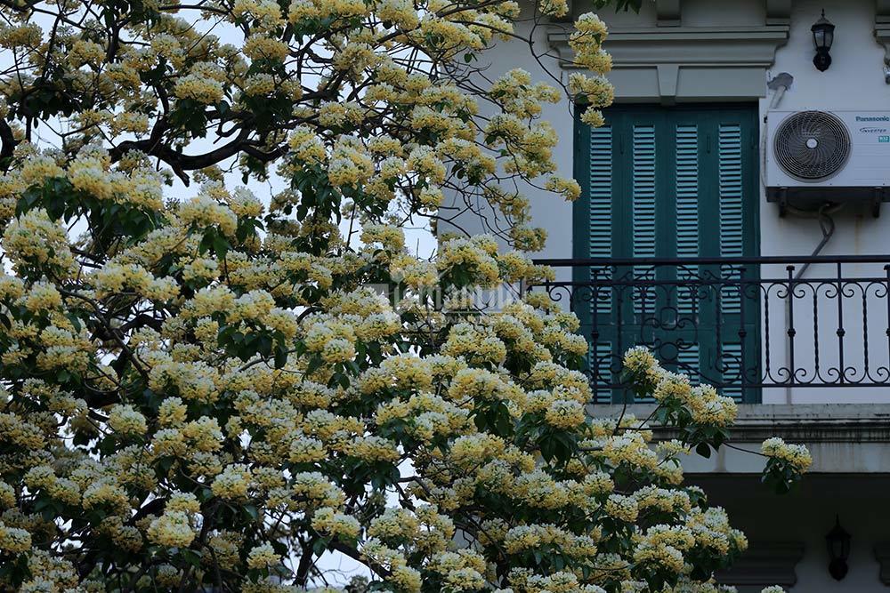 Vẻ đẹp nao lòng của cây hoa bún 300 năm tuổi giữa Thủ đô