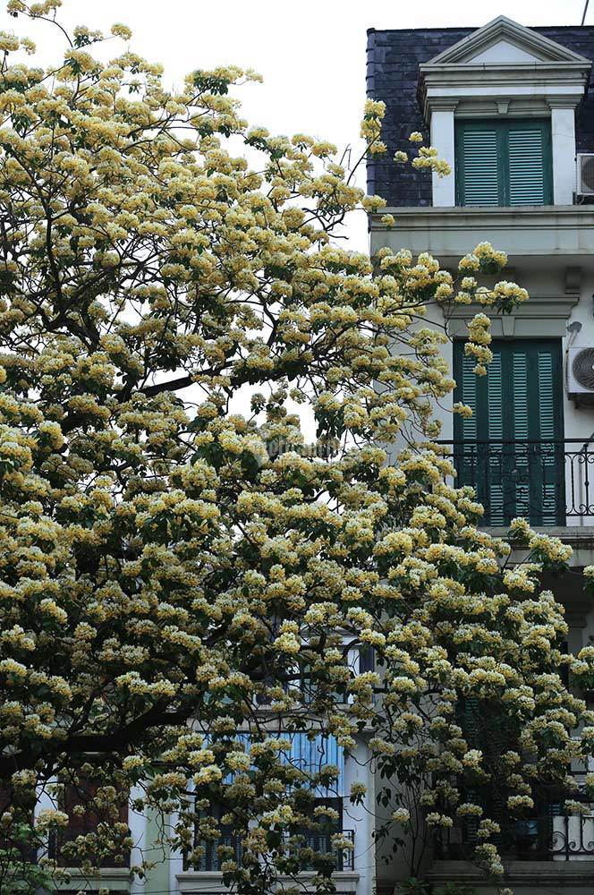 Vẻ đẹp nao lòng của cây hoa bún 300 năm tuổi giữa Thủ đô