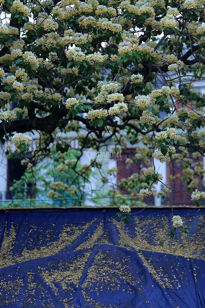 Vẻ đẹp nao lòng của cây hoa bún 300 năm tuổi giữa Thủ đô