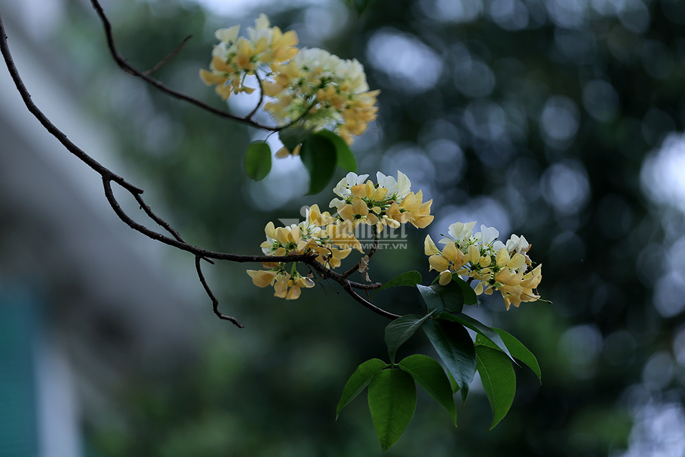 Vẻ đẹp nao lòng của cây hoa bún 300 năm tuổi giữa Thủ đô