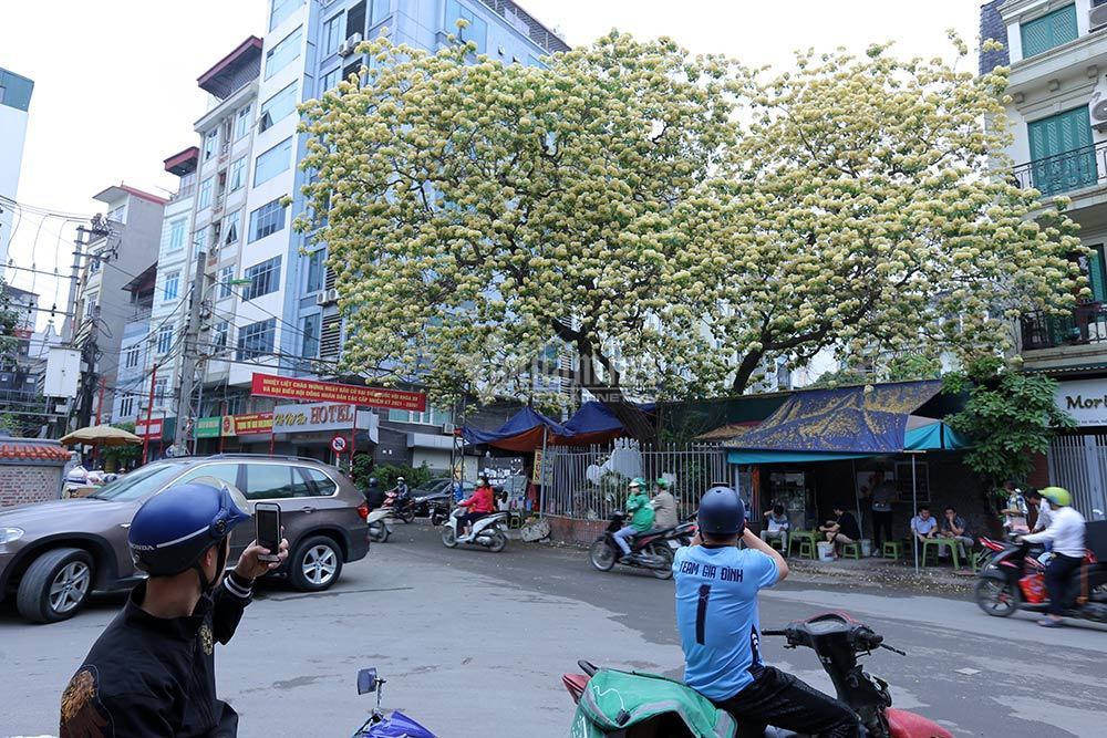 Vẻ đẹp nao lòng của cây hoa bún 300 năm tuổi giữa Thủ đô