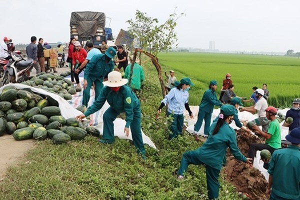 29 tấn dưa hấu đổ xuống ruộng, dân Hà Tĩnh giúp tài xế thu gom