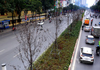 Hà Nội bỏ cây phong, thay bằng bàng lá nhỏ trên đường Nguyễn Chí Thanh