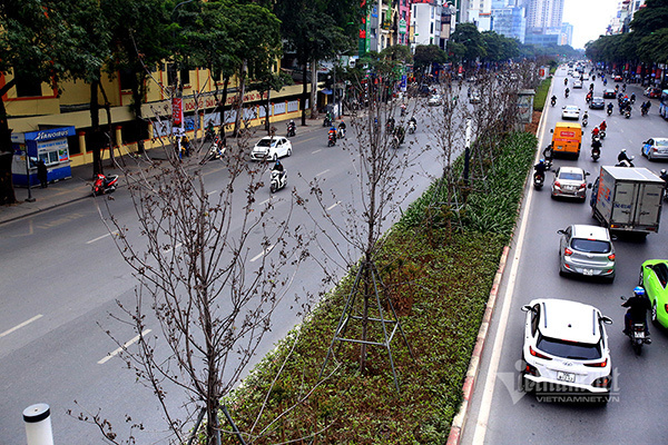 Hà Nội bỏ cây phong, thay bằng bàng lá nhỏ trên đường Nguyễn Chí Thanh