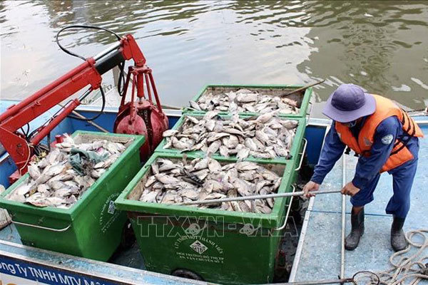 Fish die en masse in canal after non-seasonal rains in HCM City