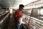 Young farmer earns billions of VND a year from rabbit exports to Japan