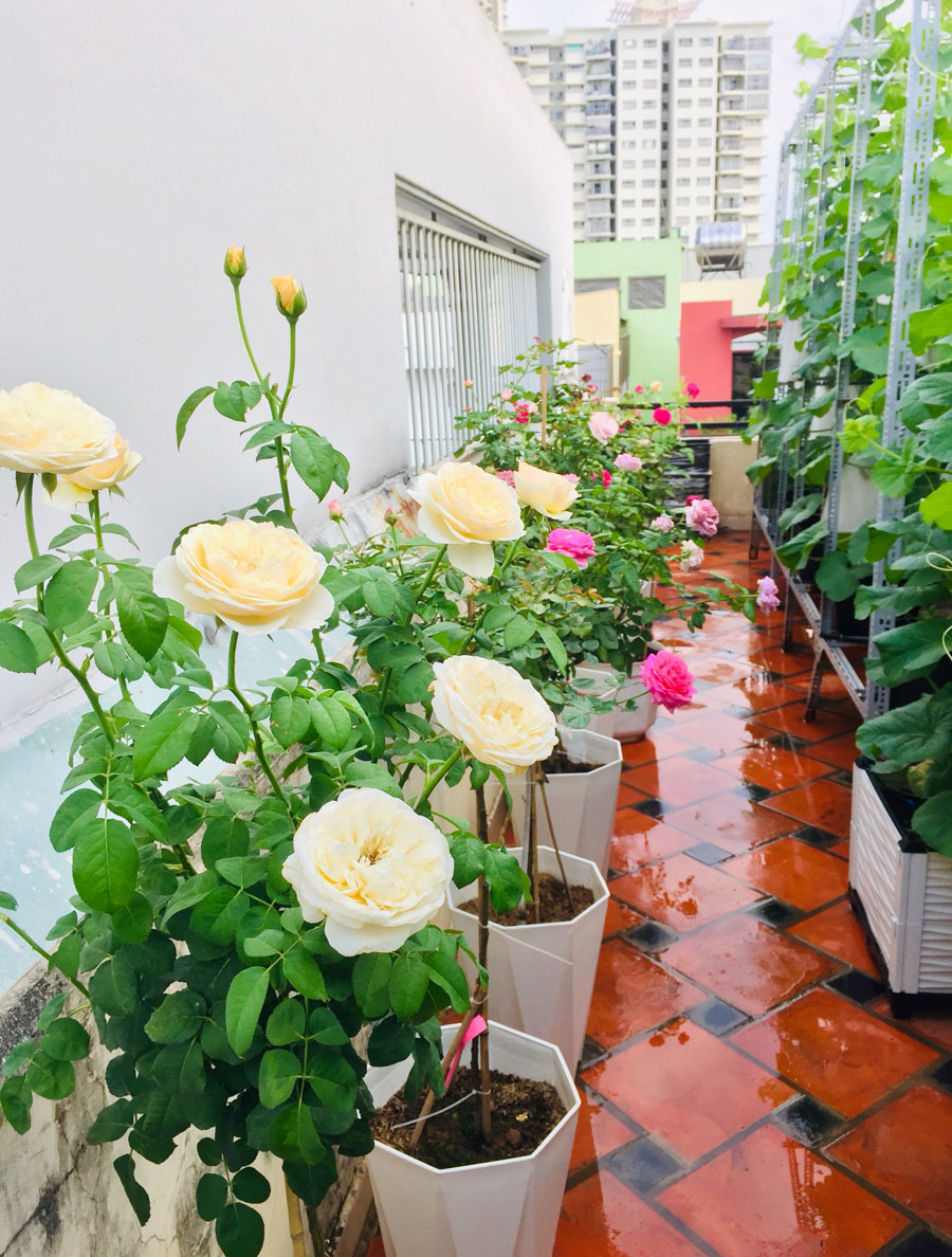 Vườn treo trĩu quả, ‘đã mắt’ trên sân thượng ở Sài Gòn