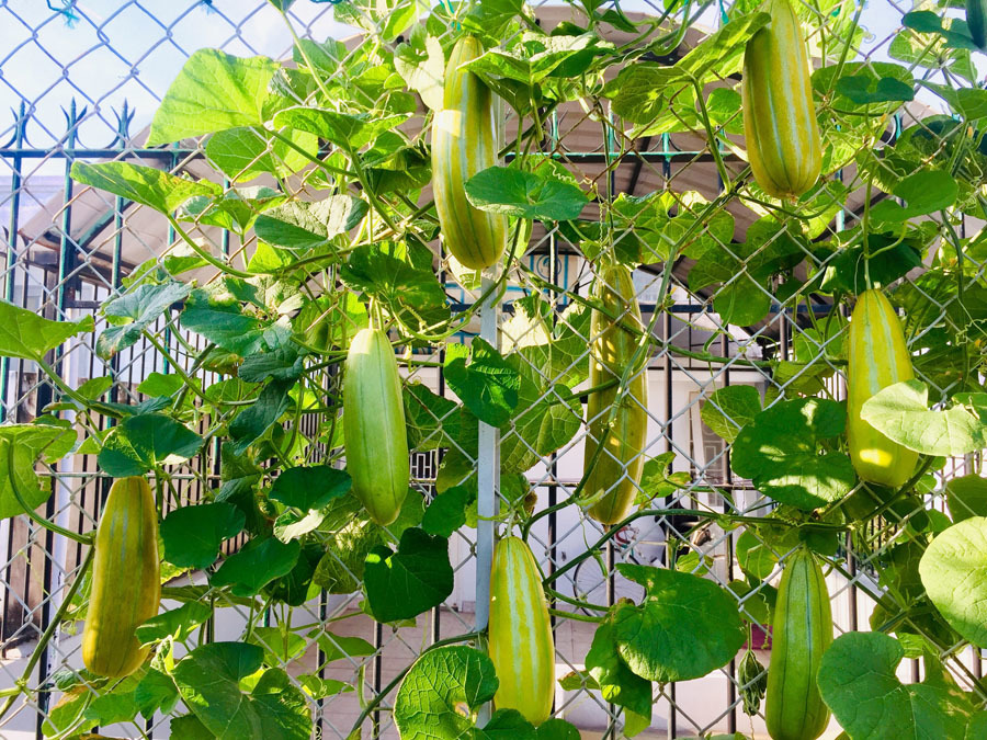 Vườn treo trĩu quả, ‘đã mắt’ trên sân thượng ở Sài Gòn Vuon-qua-da-mat-tren-san-thuong-o-sai-gon-22