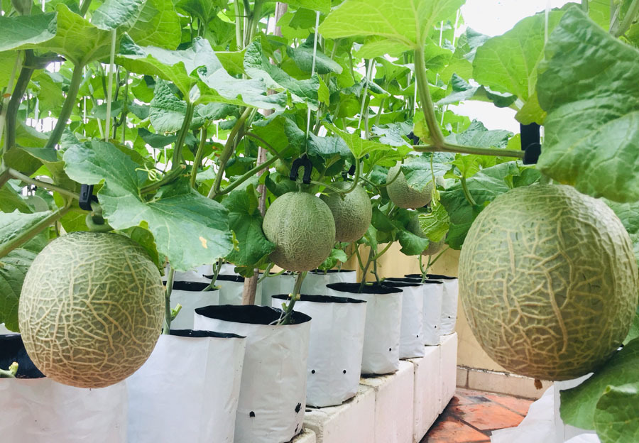Vườn treo trĩu quả, ‘đã mắt’ trên sân thượng ở Sài Gòn Vuon-qua-da-mat-tren-san-thuong-o-sai-gon-3