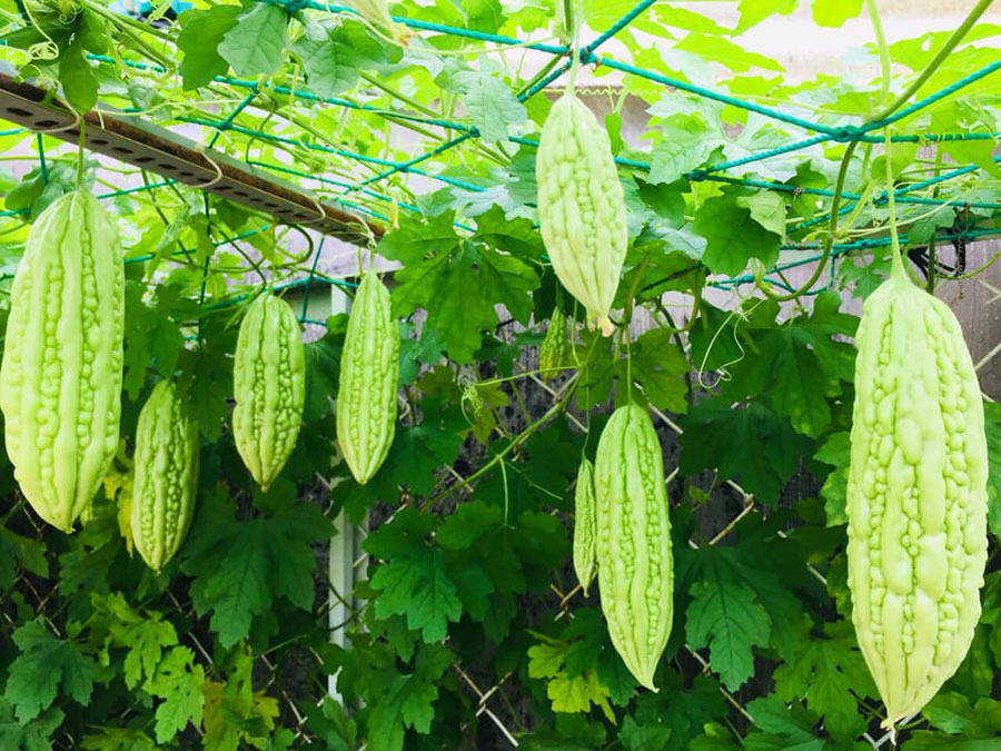 Vườn treo trĩu quả, ‘đã mắt’ trên sân thượng ở Sài Gòn Vuon-qua-da-mat-tren-san-thuong-o-sai-gon-9