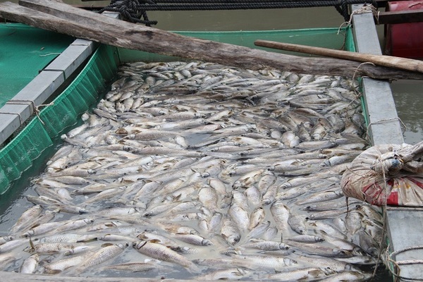 Hàng chục tấn cá lồng bè chết trắng trên sông Sài Gòn