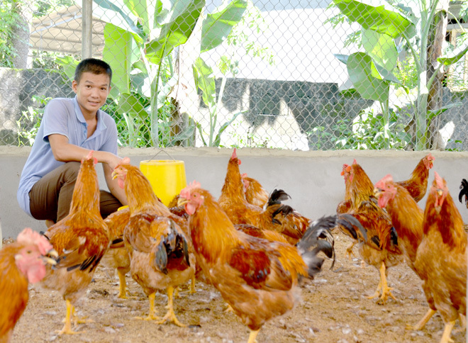 Tuyên Quang rốt ráo đối phó dịch cúm gia cầm