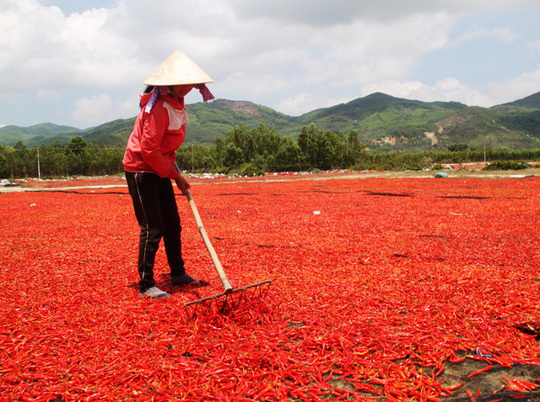 Ớt rớt giá 50 lần, bán 1kg không mua nổi gói mì tôm