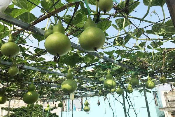 Vườn sân thượng đầy cây trái của vợ chồng ở TP.HCM
