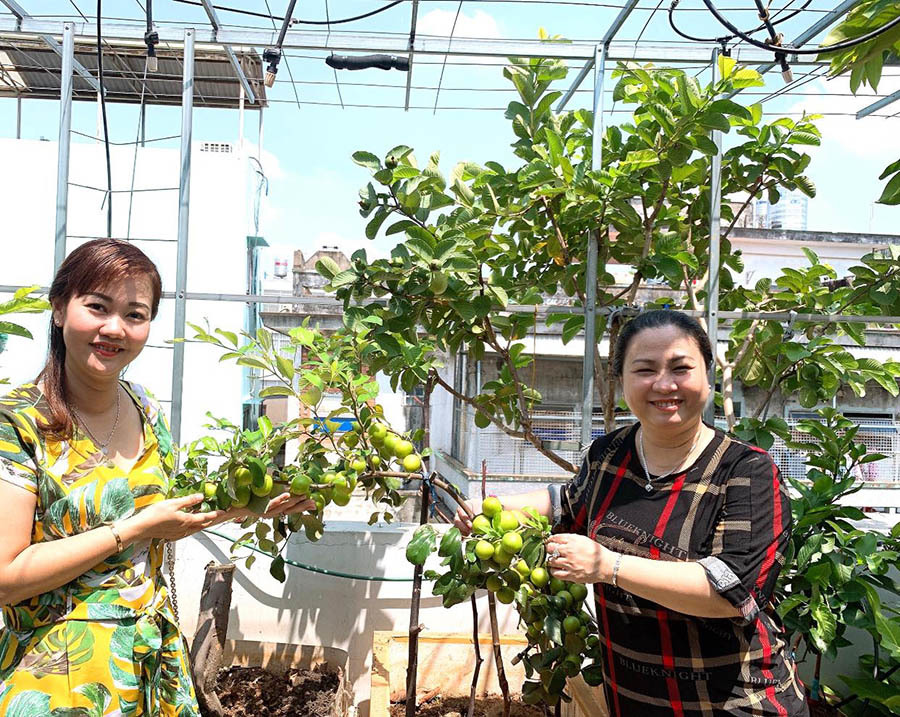 Vườn sân thượng đầy cây trái của vợ chồng Sài Gòn