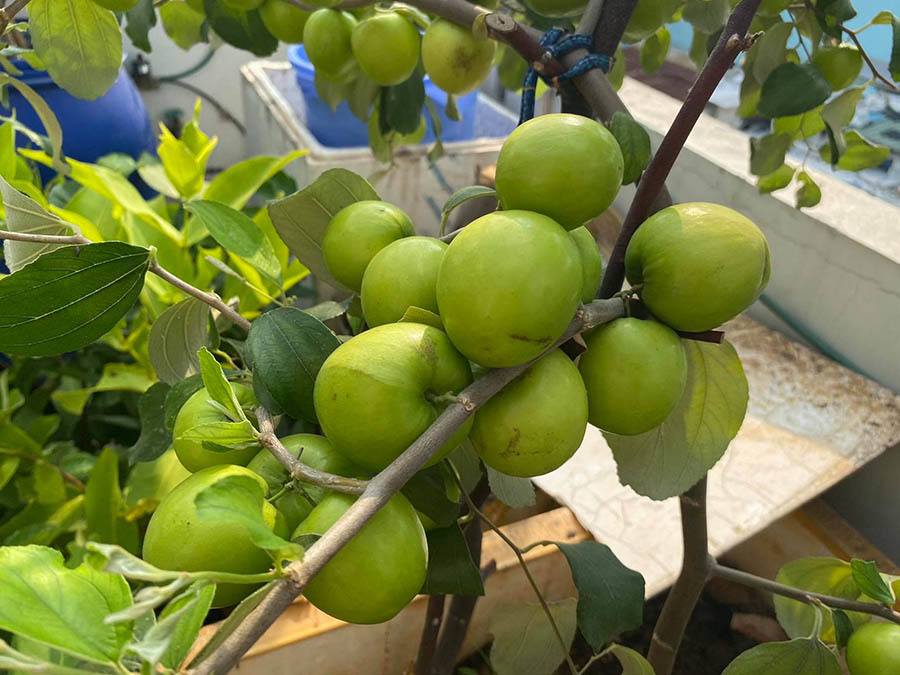Vườn sân thượng 7m2 đầy cây trái của vợ chồng Sài Gòn