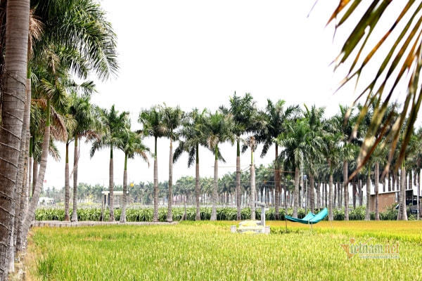 ‘Con đường hạnh phúc’ đẹp mê mẩn, có một không hai ở miền Tây