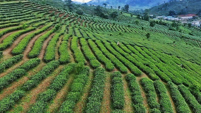 Lai Châu thúc đẩy phát triển nông – lâm nghiệp theo chuỗi liên kết