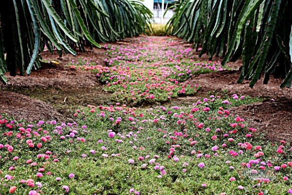 Vườn thanh long được ‘trải' thảm hoa mười giờ đẹp ngỡ ngàng ở miền Tây