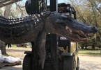 Mổ bụng cá sấu nặng 200kg, phát hiện lời giải cho nhiều vụ mất tích