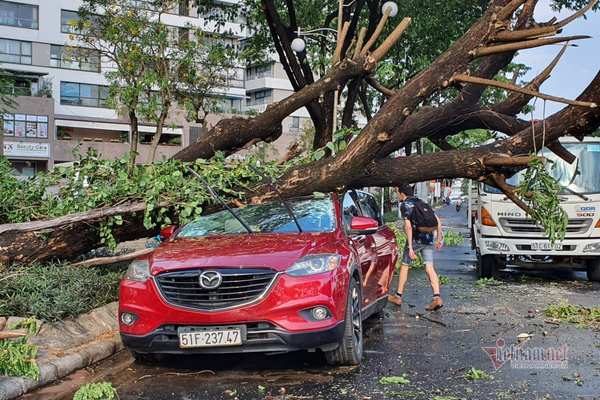 Ngăn 'thảm họa' mùa mưa bão, TP.HCM yêu cầu rà soát cây xanh nguy hiểm