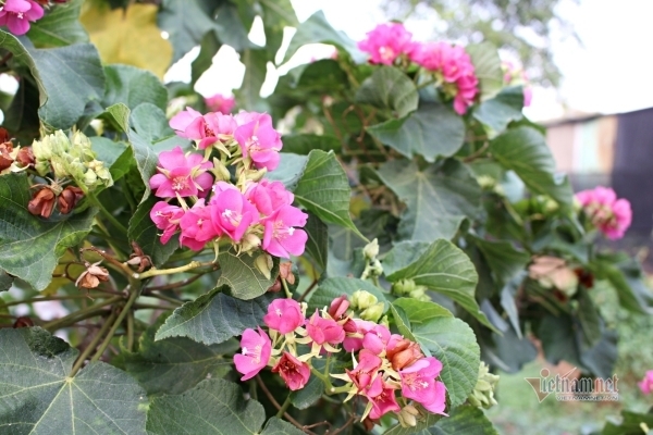 Nửa năm chồng đòi thay đến 4 người giúp việc