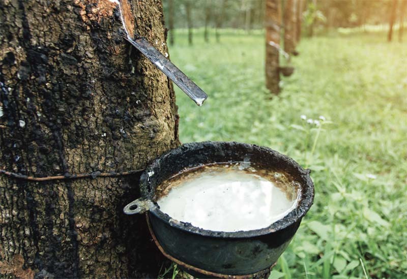 Trung Quốc gom mua, Việt Nam bán 'vàng trắng' thu bộn tiền