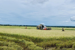 Thu hoạch 5,5 triệu tấn lúa: Đề xuất mua dự trữ, mở ‘luồng xanh’ trên sông