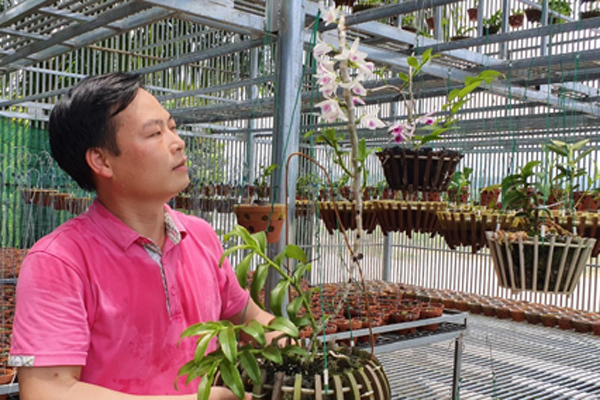 Ông chủ vườn lan ở Tuyên Quang chia sẻ cách chăm sóc hoa lan