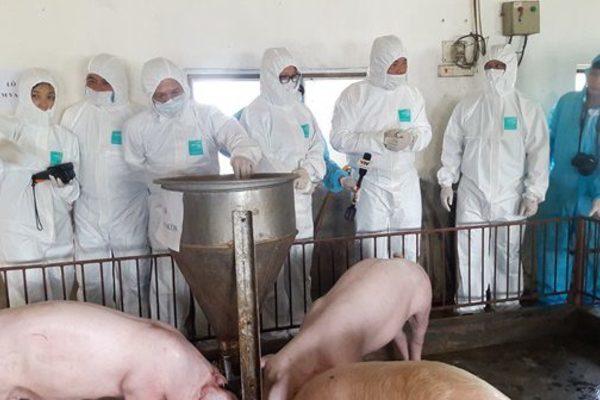 Kiểm soát chặt chẽ người ra vào trang trại chăn nuôi lợn an toàn sinh học