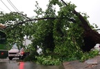 Collapsed trees after heavy rain causes traffic gridlock in HCM City