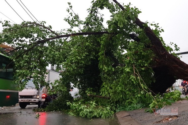 Collapsed trees after heavy rain causes traffic gridlock in HCM City