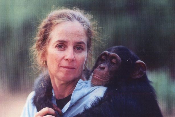 Người phụ nữ ở trong rừng 6 năm để dạy tinh tinh sống hoang dã