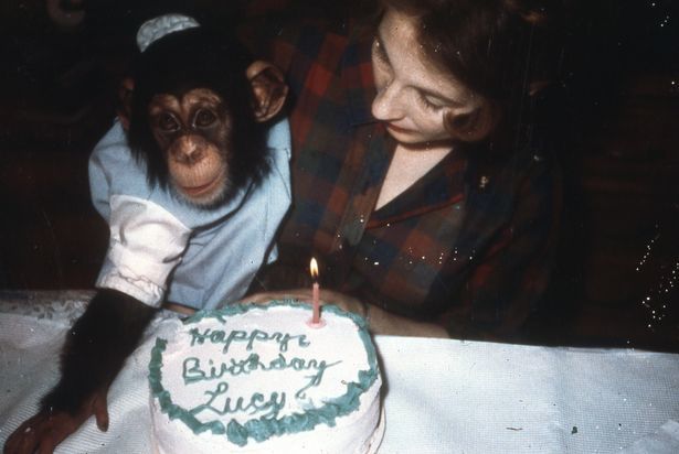 Người phụ nữ ở trong rừng 6 năm để dạy tinh tinh sống hoang dã