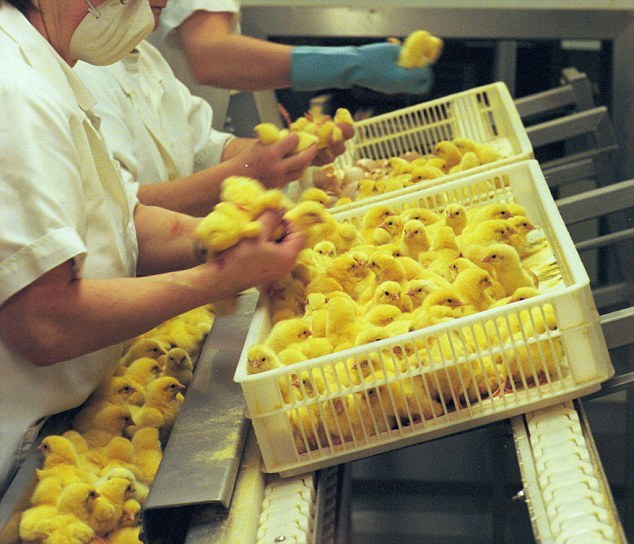 Mỹ treo thưởng gấp 5 lần Nobel để cứu sống 7 tỷ con gà trống mỗi năm