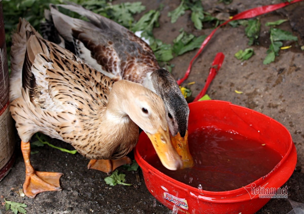 Đôi vịt gây 'sốt' ở chợ Thiếc: Thích ăn nho, nước đá, theo chủ đi bán hàng