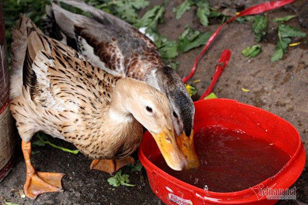 Renowned duckling ‘staff’ hang out at florist shop